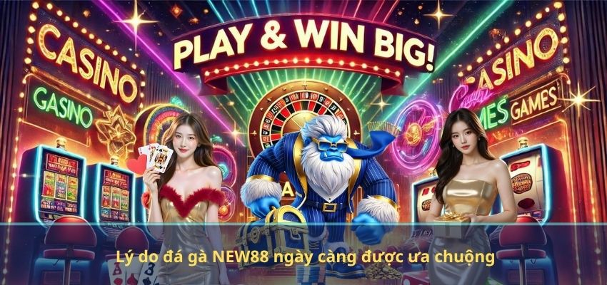 Lý do đá gà NEW88 ngày càng được ưa chuộng